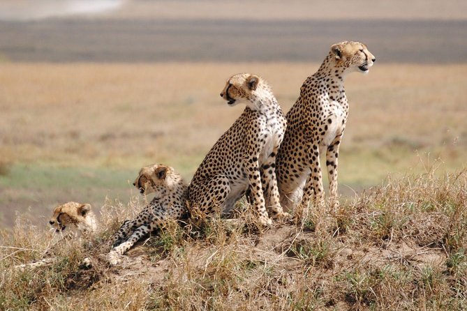 8-Day Kenya and Tanzania Private Lodging Safari From Nairobi - Inclusions and Amenities