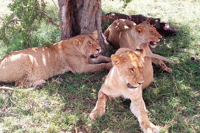 8 Day Safari: Best of Kenya & Tanzania - Hotel Pickup and Accessibility