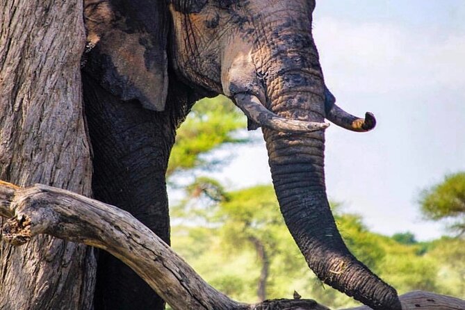 8-Day Tanzania Private Safari Tour With Airport Pickup - Pickup Information