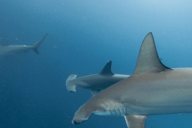 8 Days and 7 Nights Private Tour in Galapagos Islands - Itinerary and Highlights