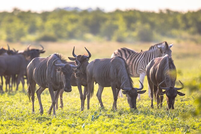 8 Days Follow the Wildebeest Migration River Crossing Safari - Daily Activities and Schedule