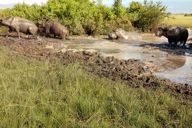 8 Days Gorillas, Primates & Wildlife Safari Uganda Safari - Inclusions and Meals