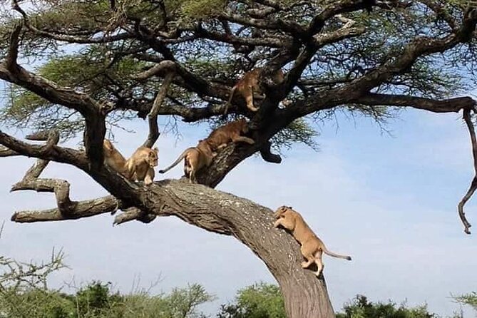 8 Days Green Season Offer - Luxury Serena Safari - Meeting and Pickup