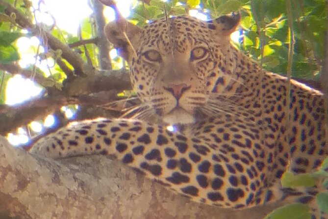 8 Days Safari to Mikumi NP, Ruaha NP and Nyerere NP + Isimila Stone Age Site - Visit Nyerere National Park