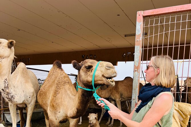 8 Hours Al Ain City Tour Without Lunch - Itinerary Overview