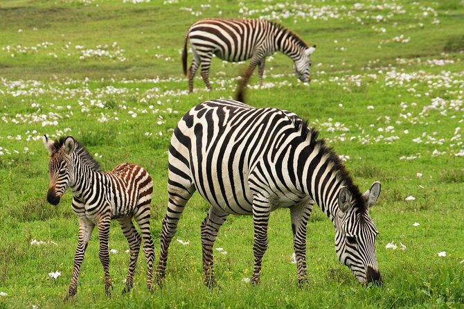 9-Day Enchanting Tanzania Safari -High End All Inclusive - Whats Included in the Package