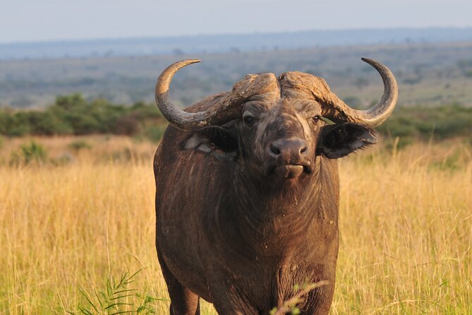 9 Days Custom Circuit of Uganda Safari - Booking and Logistics