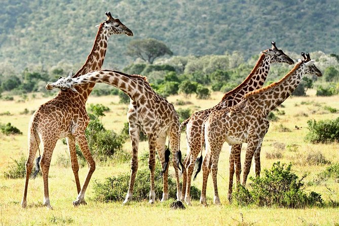 9 Days Kenya Classic Lodge Safari - Detailed Itinerary