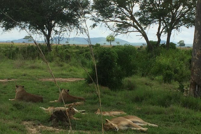A Day Trip to Mikumi From Morogoro - Inclusions and Amenities