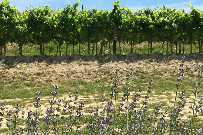 A Sample Of Wine, A Sample Of Istria - A Short But Fulfilled Program - Transportation and Meeting Details
