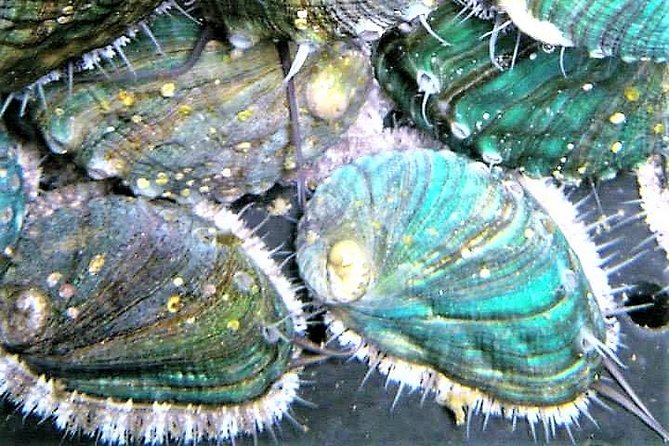Abalone Farm Tour and Tasting With Coastal Seaweed Walk. Guided. 2 Hours - Abalone Farm Experience