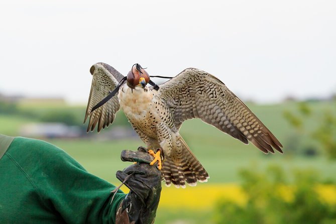 Abu Dhabi Falcon Hospital Tour - Pricing and Availability