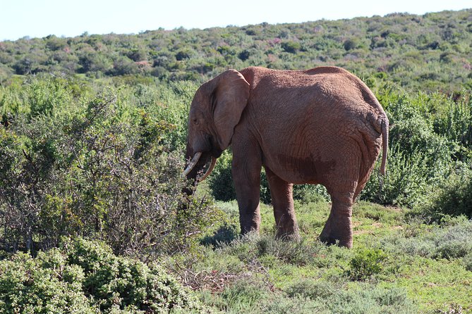 Addo Elephant Park Multi-Day Photo Safari - Health and Safety Considerations