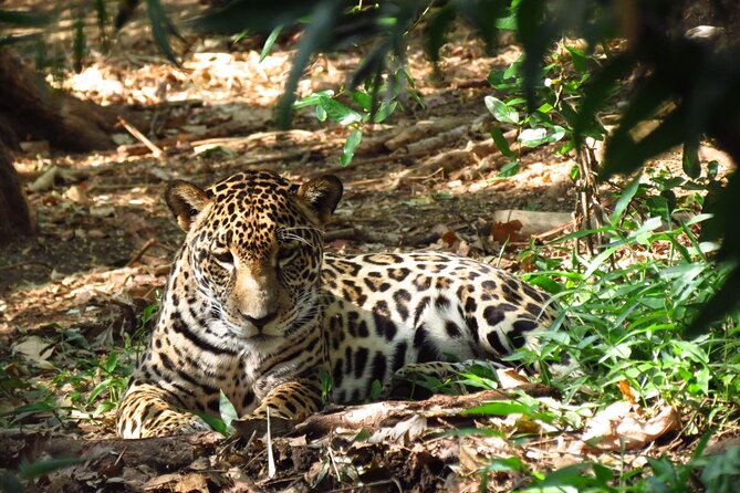 Admission Ticket to Las Pumas Rescue Center - Visitor Experience