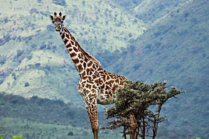 Affordable 4 Days Tanzania Private Mid-range Lodge Safari Tour - Pickup and Accessibility