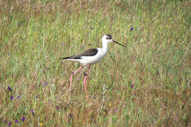 Afternoon Birdwatching at Lagoa Dos Salgados - Booking Information