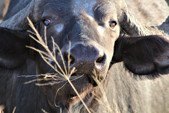 Afternoon Kruger National Park Safari - Pickup and Meeting Logistics
