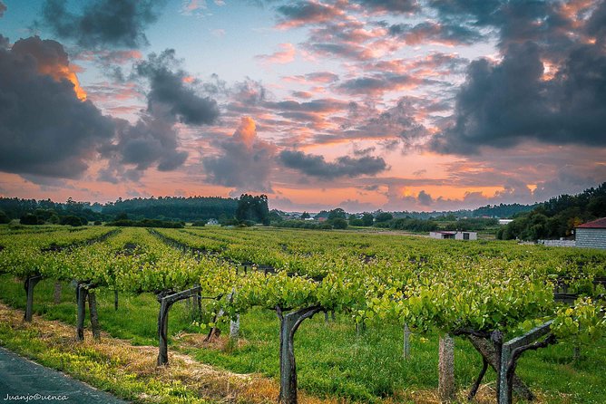 Albariño Trails Private Wine Tour/Shore Excursion From Vigo - Verified Customer Reviews