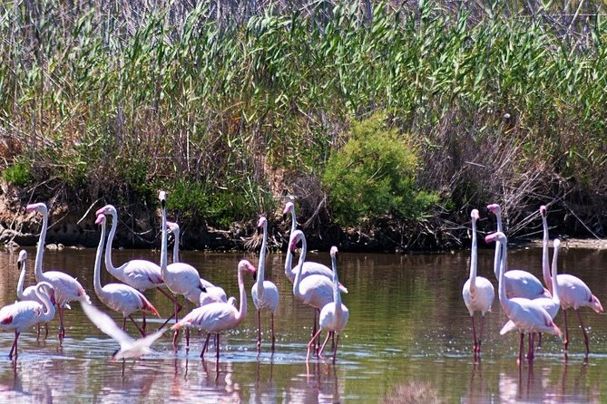 Albufera: Lake, Paella and Birdwatching - Culinary Delights of Valencia