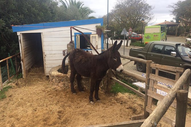 Algarve Jeep Safari - Half Day Trip Morning - Pickup and Dropoff Arrangements