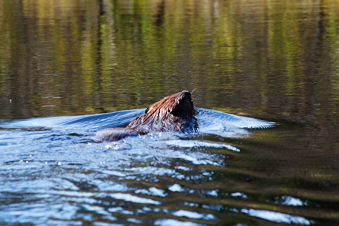 Algonquin Park 4-Day Luxury Moose/Beaver/Turtle Camping & Canoeing Adventure - Highlights of the Adventure