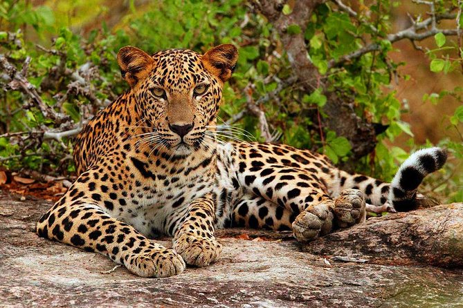 All Inclusive Private Jeep Safari at Yala National Park - Pricing Details and Options