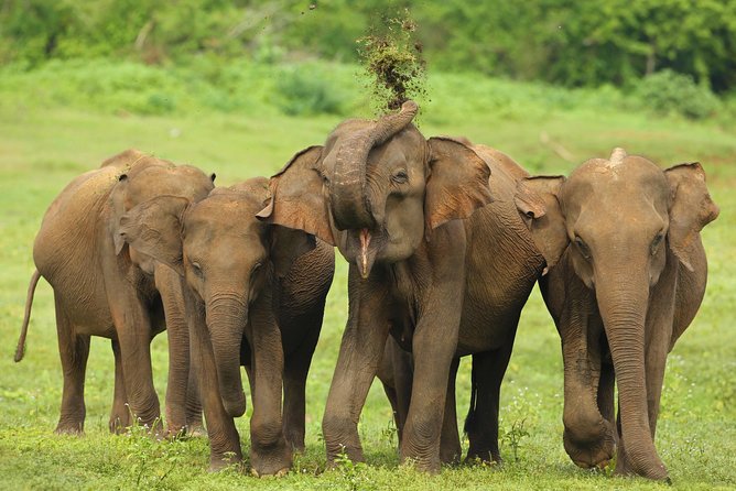 All Inclusive Udawalawa National Park Day Tour From Negombo - Pricing and Availability