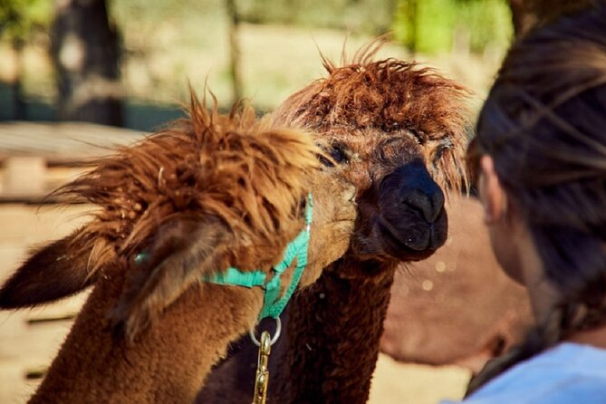 Alpaca Trek - Tasting Local Delicacies