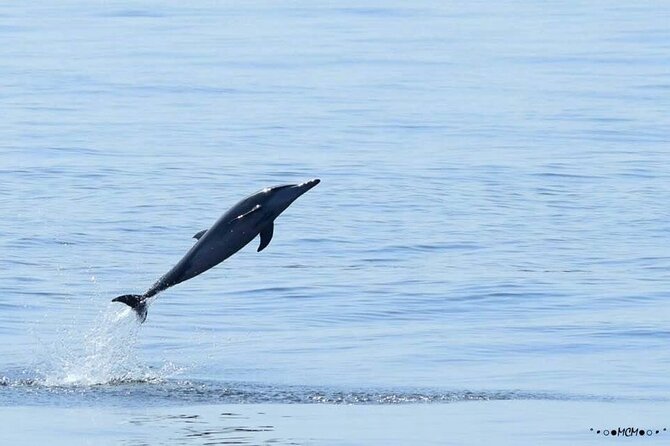 Amazing Dolphin Watching Tour In Muscat - Accessibility Features