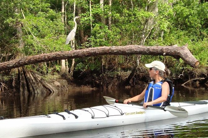 Amelia Island Area Kayak Rental on Lofton Creek With Adventures up the Creek - Wildlife Encounters