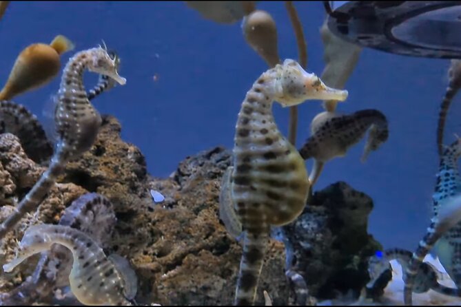 Aquarium of Genoa Reserved Entrance - Accessibility Features