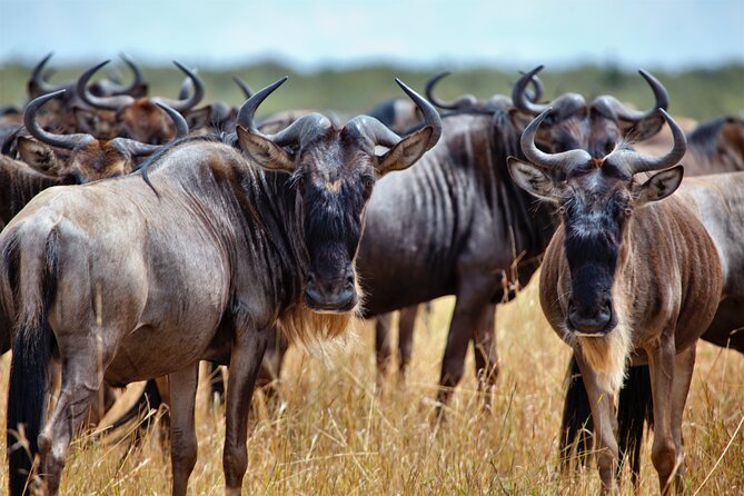 Aquila Game Reserve Safari With Park Fees, Transport & Lunch - Inclusions and Amenities