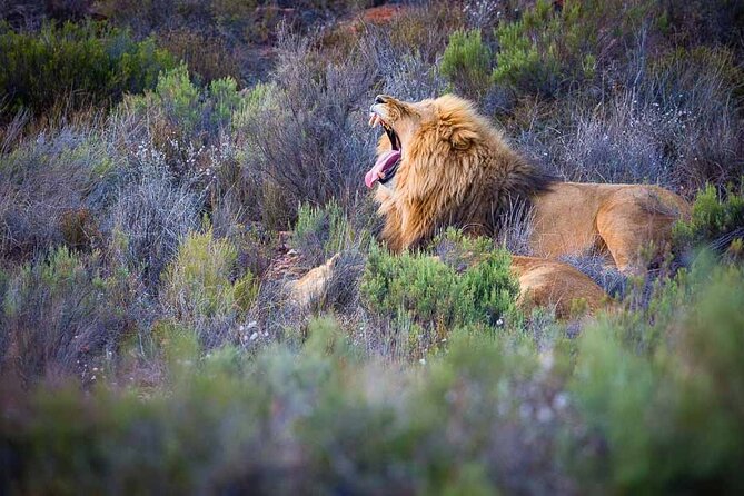 Aquila Game Reserve Safari With Wine Tasting, Transport & Lunch - Inclusions and Exclusions