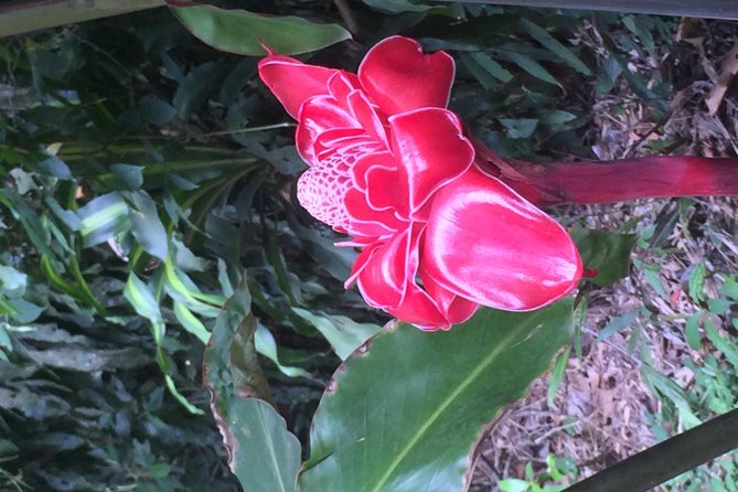Arenal Volcano Hiking Trail Observatory& Hot Spring+ Lunch Buffet - Pickup Information