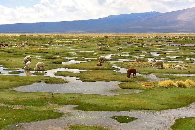 Arequipa and Colca: Wonderful Experience 4 Days and 3 Nights - Accommodation Details