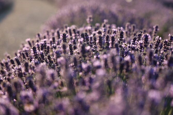 Aroma Sampling of 5 Bulgarian Lavender Varieties at Dives Winery - Inclusions and Amenities