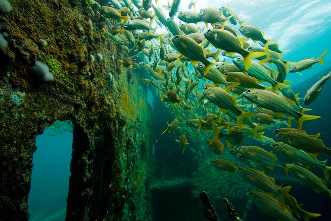 Aruba Guided Night Dive Adventure: Shallow Reefs or Shipwrecks - Health and Safety Requirements