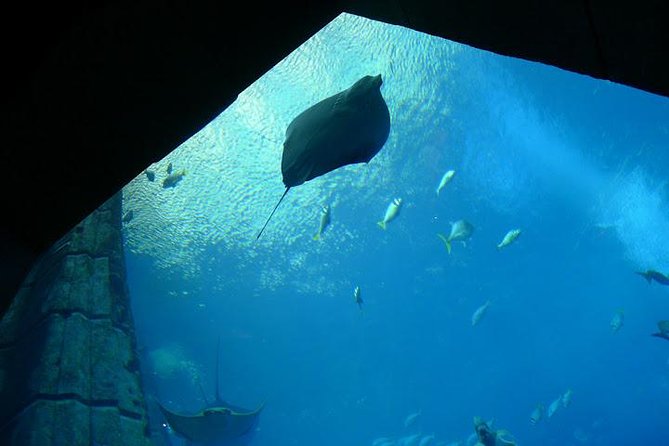 Atlantis Lost-Chamber Aquarium Dubai - Transportation to the Aquarium