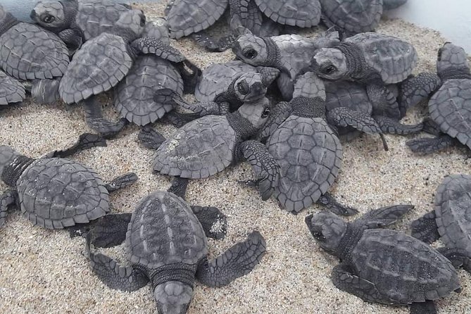 Baby Turtle Release - Pricing and Booking Details
