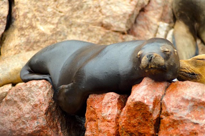 Ballestas and Paracas From Lima by Bus - Pickup Information