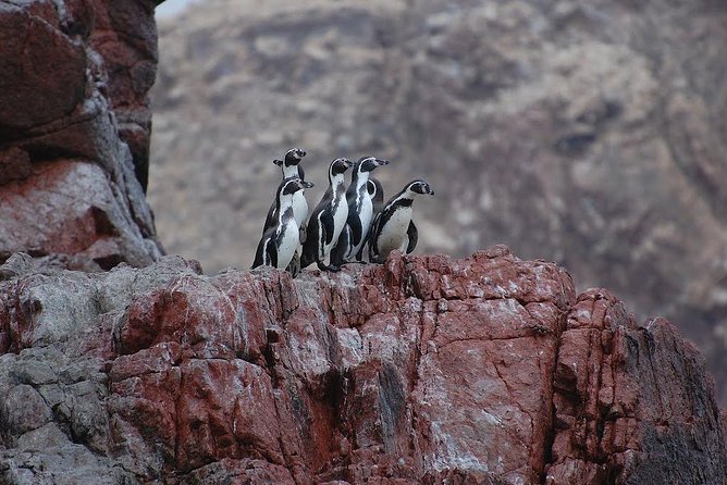 Ballestas Islands for Cruise Ship Passenger Paracas Harbour - Inclusions and Accessibility Details