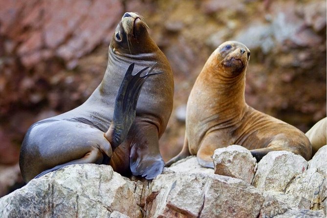Ballestas Islands, Paracas Reserve & Skulls Museum Private Tour - Pickup Details