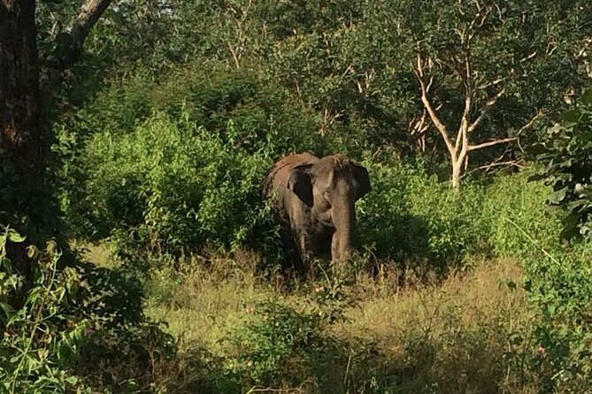 Bandipur Wildlife and Mysore Experience in 2 Days From Bangalore - Wildlife Safari Highlights