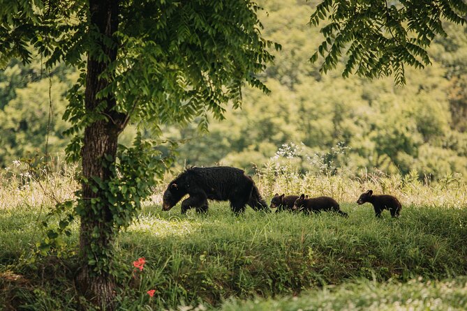 Banff Highlights & Wildlife | Award-Winning Small Group Adventure - Tour Inclusions and Guidelines