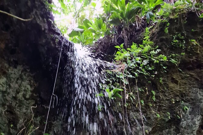 Basseterre Rainforest Hike - Accessibility and Requirements