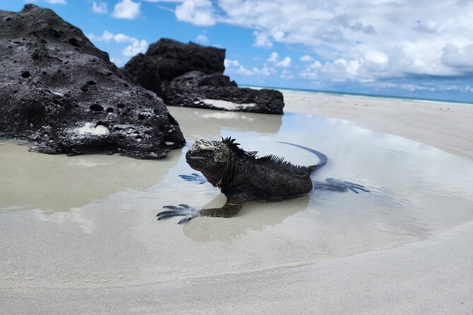 Beach Wildlife and Snorkel Adventure With Underwater Specialist - Inclusions and Exclusions