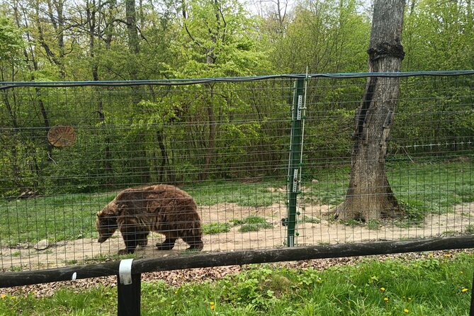 Bear Sanctuary and Bran Castle From Brasov - Inclusions