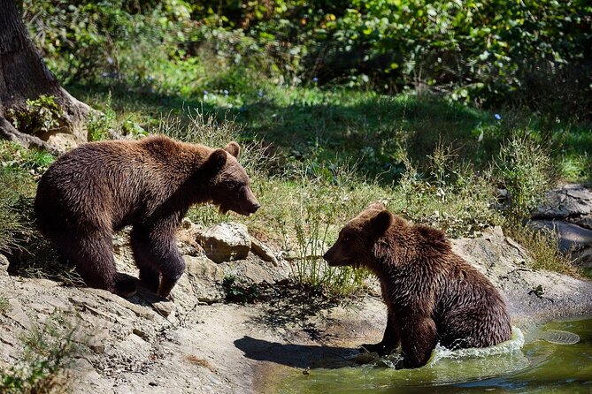 Bears Libearty Sanctuary and Bran Castle Day Trip - Exploring Bran Castle