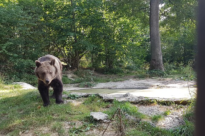 Bears Sanctuary, Dracula Castle and Brasov City - Full Day Trip From Bucharest - Visiting the Bears Sanctuary