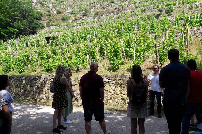 Beaujolais 100% Wine Tour Small-Group Tour With Tasting From Lyon - Whats Included in the Tour